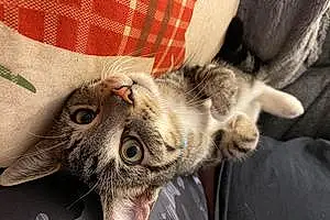 Tabby Cat Milo