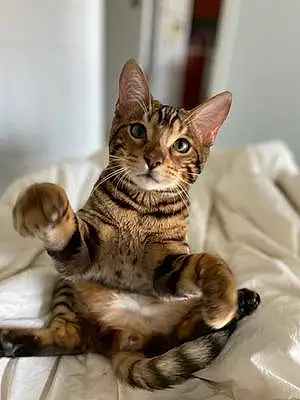 Name Bengal Cat Hector