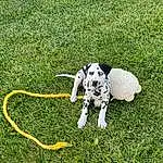 Dog, Dalmatian, Dog breed, Carnivore, Working Animal, Companion dog, Grass, Fawn, Tail, Dog Supply, Terrestrial Animal, Collar, Canidae, Leash, Groundcover, Fashion Accessory, Pet Supply, Grassland, Pasture