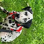 Dog, Dalmatian, Carnivore, Dog breed, Collar, Grass, Plant, Fawn, Dog Supply, Dog Collar, Snout, Companion dog, Groundcover, Terrestrial Plant, Working Animal, Canidae, Adventure, Whiskers, Working Dog