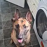 Dog, Clothes Dryer, Washing Machine, Laundry Room, Carnivore, Dog breed, Fawn, Companion dog, Working Animal, Snout, German Shepherd Dog, Home Appliance, Liver, Major Appliance, Paw, Collar, Furry friends