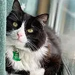 Cat, Eyes, Felidae, Carnivore, Small To Medium-sized Cats, Whiskers, Window, Snout, Furry friends, Domestic Short-haired Cat, Tail, Black & White, Sitting, Paw, Claw