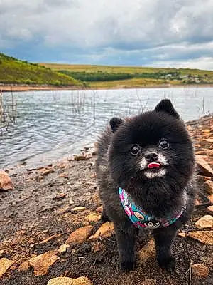 Name Pomeranian Dog Fang