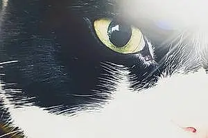 Name British Shorthair Cat Benson