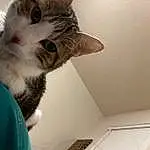 Cat, Felidae, Carnivore, Small To Medium-sized Cats, Whiskers, Snout, Domestic Short-haired Cat, Paw, Wood, Furry friends, Tail, Ceiling, Plaster, Claw, Selfie, Stairs, Room