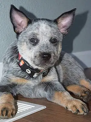 Name Australian cattle dog Dog Bolt