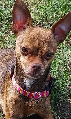 Name Chihuahua Dog Katie