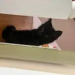 Cat, Felidae, Carnivore, Small To Medium-sized Cats, Whiskers, Tail, Black cats, Furry friends, Room, Domestic Short-haired Cat, Comfort, Wood, Window, Hardwood, Rectangle, Paper Product