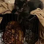 Cat, Black, Pet Supply, Carnivore, Grey, Felidae, Whiskers, Small To Medium-sized Cats, Snout, Service, Domestic Short-haired Cat, Tail, Animal Shelter, Furry friends, Cage, Box, Black cats, Cat Supply