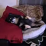 Dog breed, Comfort, Couch, Felidae, Carnivore, Cat, Small To Medium-sized Cats, Companion dog, Whiskers, Fawn, Tail, Cat Supply, Hardwood, Canidae, Furry friends, Room, Linens, Nap, Cat Bed