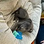 Dog, Carnivore, Comfort, Grey, Dog breed, Felidae, Fawn, Companion dog, Snout, Whiskers, Small To Medium-sized Cats, Terrestrial Animal, Working Animal, Weimaraner, Furry friends, Canidae, Guard Dog, Nap, Sitting