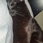 Eyes, Cat, Felidae, Carnivore, Ear, Small To Medium-sized Cats, Grey, Whiskers, Comfort, Snout, Black cats, Domestic Short-haired Cat, Furry friends, Black & White, Havana Brown, Tail, Darkness, Monochrome, Bombay
