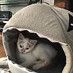Cat, Comfort, Carnivore, Felidae, Grey, Small To Medium-sized Cats, Whiskers, Cat Supply, Cat Bed, Snout, Furry friends, Domestic Short-haired Cat, Linens, Tail, Terrestrial Animal, Pet Supply, Fang, Sitting, Photo Caption, Nap