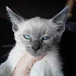 Head, Cat, Eyes, Felidae, Carnivore, Iris, Small To Medium-sized Cats, Whiskers, Ear, Fawn, Snout, Russian blue, Electric Blue, Furry friends, Terrestrial Animal, Siamese, Birman, Domestic Short-haired Cat, Comfort, Claw