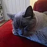 Cat, Eyes, Comfort, Carnivore, Grey, Whiskers, Felidae, Small To Medium-sized Cats, Snout, Tail, Domestic Short-haired Cat, Furry friends, Paw, Room, Cat Supply, Nap, Hardwood