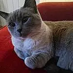 Cat, Felidae, Carnivore, Small To Medium-sized Cats, Whiskers, Grey, Comfort, Snout, Furry friends, Tail, Domestic Short-haired Cat, Cat Supply, Cat Furniture, Hardwood, Window, Chartreux, Paw, Claw