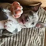 Dog, Carnivore, Gesture, Ear, Grey, Comfort, Dog breed, Finger, Fawn, Wood, Snout, Companion dog, Nail, Whiskers, Wrinkle, Foot, Furry friends, Thumb, Canidae