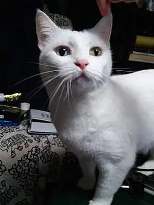 Name Turkish Angora Cat Frosty