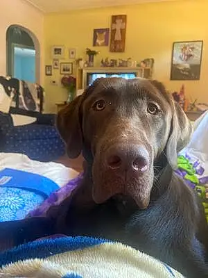 Name Labrador Retriever Dog Lavender