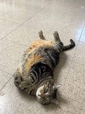 Name Cat Fatty