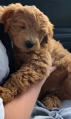 Name Goldendoodle Dog Aries