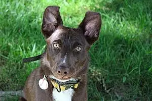 Name Australian Shepherd Dog Jameson