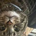 Cat, Carnivore, Felidae, Ear, Small To Medium-sized Cats, Whiskers, Snout, Close-up, Domestic Short-haired Cat, Furry friends, Terrestrial Animal, Paw, Macro Photography