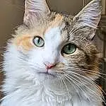 Cat, Eyes, Felidae, Carnivore, Small To Medium-sized Cats, Whiskers, Iris, Snout, Close-up, Furry friends, Domestic Short-haired Cat, Door, Window, Terrestrial Animal