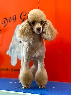Name Poodle Dog Dora