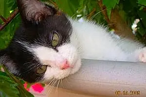 Name American Shorthair Cat Piper