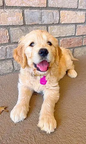 Name Goldendoodle Dog Ellie