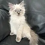 Eyes, Cat, Felidae, Carnivore, Small To Medium-sized Cats, Fawn, Whiskers, Tail, Snout, Paw, Claw, Comfort, Furry friends, British Longhair, Foot, Domestic Short-haired Cat