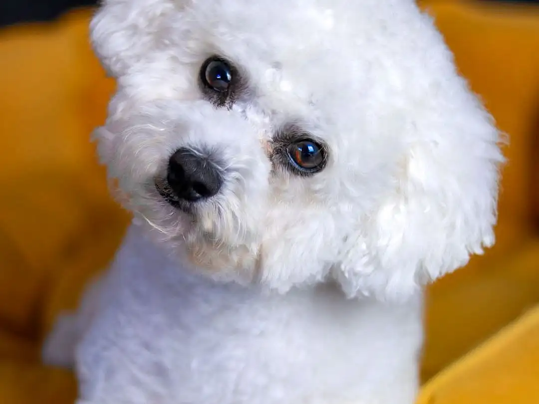 Nose, Dog, Eyes, Carnivore, Dog breed, Companion dog, Toy, Toy Dog, Plant, Snout, Poodle, Water Dog, Stuffed Toy, Furry friends, Maltepoo, Canidae, Puppy love, Labradoodle, Bichon