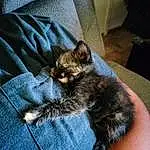 Cat, Comfort, Carnivore, Felidae, Small To Medium-sized Cats, Whiskers, Thigh, Human Leg, Tail, Electric Blue, Foot, Domestic Short-haired Cat, Chair, Claw, Linens, Denim, Lap, Paw, Furry friends, Companion dog