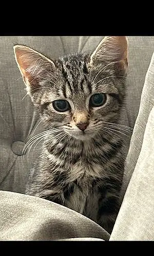 Name British Shorthair Cat Gigi