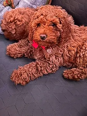 Name Cockapoo Dog Clio