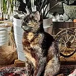 Window, Carnivore, Plant, Tire, Wood, Wheel, Felidae, Tail, Terrestrial Animal, Small To Medium-sized Cats, Furry friends, Whiskers, Art, Claw, Domestic Short-haired Cat, Metal, Pattern, Canidae, Sitting