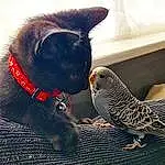 Bird, Cat, Comfort, Beak, Grey, Collar, Carnivore, Tail, Felidae, Feather, Whiskers, Toy, Small To Medium-sized Cats, Pet Supply, Wing, Domestic Short-haired Cat, Claw, Furry friends, Terrestrial Animal