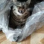 Cat, Felidae, Carnivore, Whiskers, Grey, Small To Medium-sized Cats, Plastic Bag, Comfort, Wood, Furry friends, Hardwood, Tail, Domestic Short-haired Cat, Plastic Wrap, Basket, Box, Packing Materials, Wood Flooring, Wood Stain, Varnish