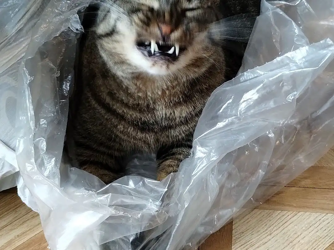 Cat, Felidae, Carnivore, Whiskers, Grey, Small To Medium-sized Cats, Plastic Bag, Comfort, Wood, Furry friends, Hardwood, Tail, Domestic Short-haired Cat, Plastic Wrap, Basket, Box, Packing Materials, Wood Flooring, Wood Stain, Varnish