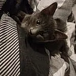 Cat, Felidae, Carnivore, Comfort, Ear, Gesture, Small To Medium-sized Cats, Grey, Whiskers, Snout, Domestic Short-haired Cat, Black cats, Black & White, Furry friends, Claw, Monochrome, Pattern, Russian blue, Paw