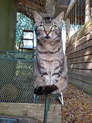 Name American Shorthair Cat Cutie