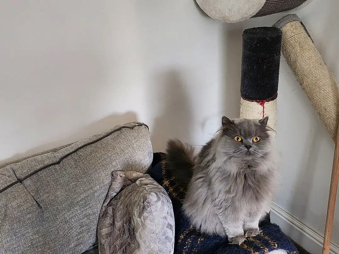 Cat, Felidae, Carnivore, Grey, Small To Medium-sized Cats, Whiskers, Comfort, Wood, Tail, Furry friends, British Longhair, Room, Domestic Short-haired Cat, Maine Coon, Shelf, Lamp, Linens, Drawer, Metal, Claw