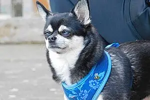 Name Chihuahua Dog Bobbie