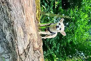 Name Chihuahua Dog Everest