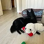 Dog, Black, Toy, Dog Supply, Carnivore, Dog breed, Comfort, Companion dog, Couch, Studio Couch, Door, Working Animal, Hardwood, Stuffed Toy, Pet Supply, Wood, Plush