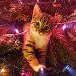 Christmas Ornament, Cat, Christmas Tree, Light, Branch, Lighting, Christmas Decoration, Felidae, Carnivore, Woody Plant, Ornament, Christmas, Evergreen, Midnight, Whiskers, Holiday, Small To Medium-sized Cats, Space, Christmas Eve, Event