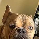 Dog, Bulldog, Dog breed, Carnivore, Companion dog, Fawn, Wrinkle, Whiskers, Ear, Snout, Close-up, Toy Dog, Canidae, Terrestrial Animal, Working Animal, Puppy, French Bulldog, Non-sporting Group, Molosser