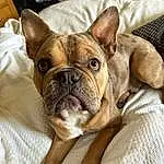 Dog, Bulldog, Dog breed, Carnivore, Comfort, Companion dog, Fawn, Ear, Wrinkle, Snout, Whiskers, Working Animal, Toy Dog, French Bulldog, Terrestrial Animal, Non-sporting Group, Box, Canidae, Wood