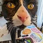 Cat, Food, Carnivore, Felidae, Curtain, Whiskers, Small To Medium-sized Cats, Snout, Recipe, Junk Food, Domestic Short-haired Cat, Furry friends, Tail, Comfort Food, Plate, Moustache, Eating, Paw, Paper Product, Fast Food